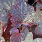 Thompson & Morgan Heuchera Midnight Rose 9Cm Potted Plant X 1