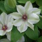Thompson & Morgan Clematis Miss Bateman 7Cm Potted Plant X 3