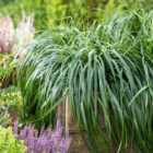 Thompson & Morgan Carex Ribbon Falls 9Cm Potted Plant X 2