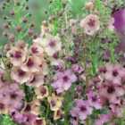 Thompson & Morgan Verbascum Southern Charm 1 Litre Potted Plant x 2