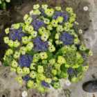 Thompson & Morgan Hydrangea Tellar Green Dream Collection 14Cm Potted Plant X 2