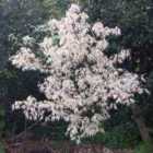 Thompson & Morgan Acer Palmatum UKigumo 15Cm Potted Plant X 1