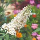 Thompson & Morgan Buddleja Buzz Ivory 1 Litre Potted Plant X 1