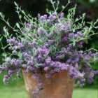 Thompson & Morgan Buddleja Alternifolia 9Cm Potted Plant X 1