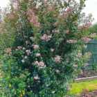 Thompson & Morgan Escallonia Pink Spire 9Cm Potted Plant X 1