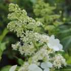 Thompson & Morgan Hydrangea Seemannii 17Cm (2 Litre) Potted Plant X 2