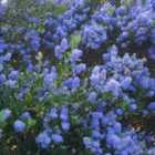 Thompson & Morgan Ceanothus Arboreus Italian Skies 9Cm Potted Plant X 3