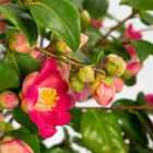 Thompson & Morgan Camellia Winter Perfume Pink 3 Litre Potted Plant x 1