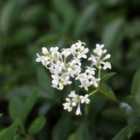 Thompson & Morgan Ligustrum Vulgaris Liga 9Cm Potted Plant X 3