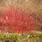 Thompson & Morgan Cornus Alba Siberian Pearls 9Cm Potted Plant X 1