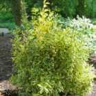 Thompson & Morgan Euonymus Japonicus Albomarginatus 9Cm Potted Plant X 1