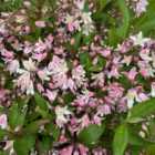 Thompson & Morgan Deutzia Prettistars Pink Carpet 3 Litre Potted Plant X 1