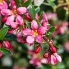 Thompson & Morgan Escallonia Rubra Red Dream 9Cm Potted Plant X 1