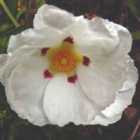 Thompson & Morgan Cistus X Purpureus Alan Fradd 9Cm Potted Plant X 1