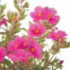 Thompson & Morgan Cistus X Pulverulentus Sunset 9Cm Potted Plant X 3