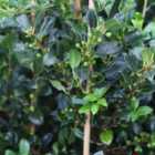 Thompson & Morgan Ilex Aquifolium J.c. Van Tol 9Cm Potted Plant X 3