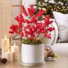 Thompson & Morgan Ilex (holly) Verticillata Jingle Bells 2 Litre Potted Plant X 1