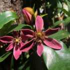 Thompson & Morgan Magnolia Hybrid Stellar Ruby 9Cm Potted Plant X 2