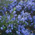 Thompson & Morgan Ceanothus Arboreus Italian Skies 9Cm Potted Plant X 1