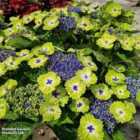 Thompson & Morgan Hydrangea Teller Green Dream Blue14Cm Potted Plant X 2