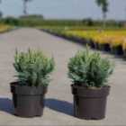 Thompson & Morgan Chamaecyparis Lawsoniana White Spotted Plant 9Cm Potted Plant X 1