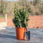 Thompson & Morgan Euonymus Japonicus Green Rocket 9Cm Potted Plant X 1