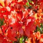 Thompson & Morgan Azalea Dwarf Orange 9Cm Potted Plant X 2