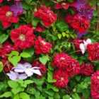 Thompson & Morgan Clematis Charmaine 7Cm Potted Plant X 1