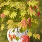 Thompson & Morgan Acer Shirasawanum Moonrise 15Cm Potted Plant X 1