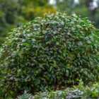 Thompson & Morgan Ligustrum Vulgare (hedging) 5 Litre Potted Plant X 2