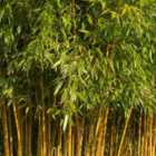 Thompson & Morgan Phyllostachys Spectabilis 10 Litre Potted Plant X 2
