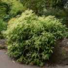 Thompson & Morgan Pileostegia Viburnoides 17Cm (2 Litre) Potted Plant X 2