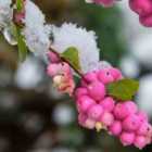 Thompson & Morgan Symphoricarpos Doorenbosii Magical Candy 9Cm Potted Plant X 1