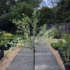Thompson & Morgan Salix Flamingo Standard 80Cm Stem 21Cm Potted Plant X 1