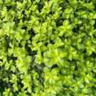 Thompson & Morgan Pittosporum Tenuifolium Golden Ball 9Cm Potted Plant X 1