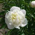 Thompson & Morgan Paeonia (tree Peony) White 12Cm Potted Plant X 2