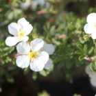 Thompson & Morgan Potted Plantentilla Fruticosa Abbotswood 9Cm Potted Plant X 1