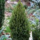 Thompson & Morgan Picea Perfecta 5 Litre Potted Plant X 2