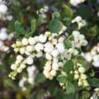 Thompson & Morgan Symphoricarpos Doorenbosii Magical Galaxy 9Cm Potted Plant X 1