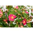 Thompson & Morgan Philadelphus Petite Perfume Pink 10 Litre Potted Plant X 2