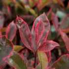 Thompson & Morgan Photinia X Fraseri Louise 9Cm Potted Plant X 3