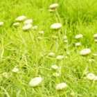 Thompson & Morgan Santolina Rosmarinifolia Lemon Fizz 9Cm Potted Plant X 3