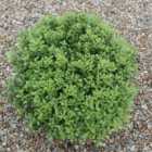 Thompson & Morgan Pittosporum Tenuifolium Beach Ball 9Cm Potted Plant X 1