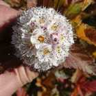 Thompson & Morgan Physocarpus opulifolius Amber Jubilee 9cm Potted Plant x 3