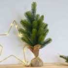 Thompson & Morgan Gift Nigata Xmas Tree X 2