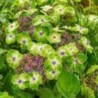 Thompson & Morgan Hydrangea Teller Green Dream Pink 14Cm Potted Plant X 2