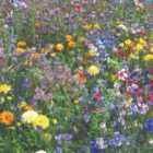 Thompson & Morgan Easy Annuals 1 Packet