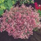 Thompson & Morgan Gypsophila Elegans Rose 1 Packet