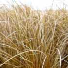 Thompson & Morgan Carex Comans Bronze 9Cm Potted Plant X 1