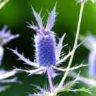 Thompson & Morgan Eryngium Leavenworth Ii 1 Packet